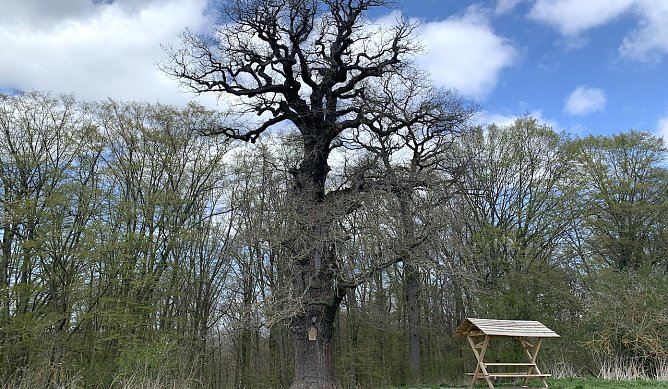 Antiquarische bei Nordhausen (Foto: oas)