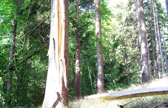 Blitzschlagrinne an einer Fichte: Die t&ouml;dliche Gefahr l&auml;sst sich an der gewaltigen Besch&auml;digung des Baumes erahnen (Foto: Horst Spro&szlig;mann Th&uuml;ringenForst)