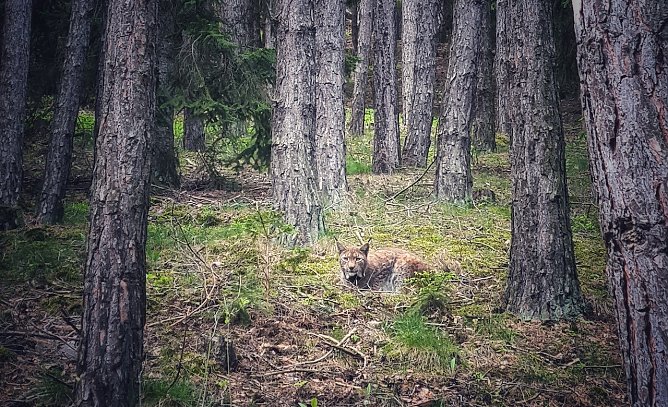 Der Luchs ist auch in Thüringen wieder heimisch (Foto: Dirk Rudaz) Der Luchs ist auch in Thüringen wieder heimisch (Foto: Dirk Rudaz)