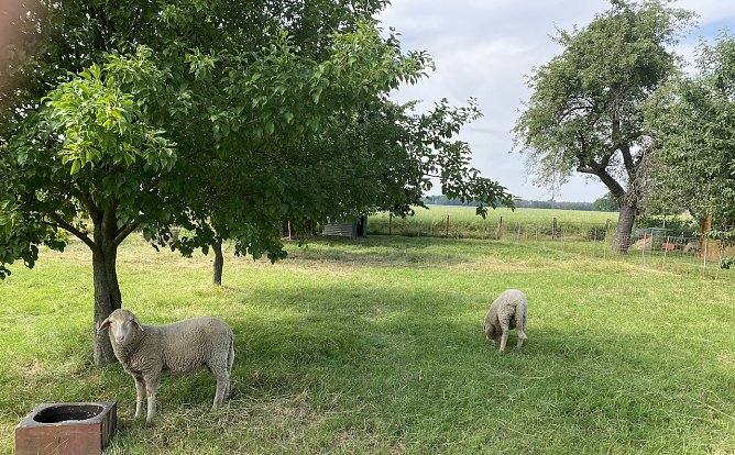 Sommeridyll (Foto: oas)