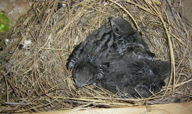 Wohnstube f&uuml;r bedrohte Arten (Foto: W. Roth)