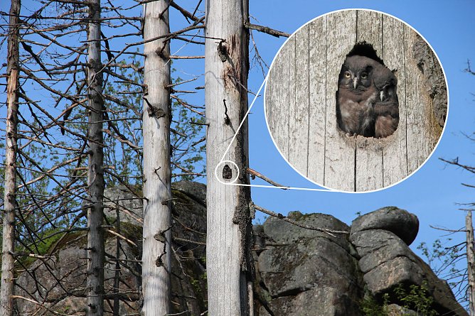 Junge Raufußkäuze im Totholz (Foto: Caren Pertl) Junge Raufußkäuze im Totholz (Foto: Caren Pertl)
