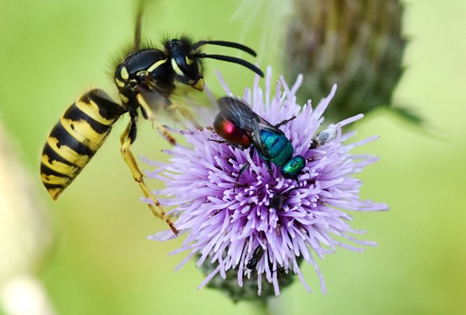 Gemeine Wespe mit Sandgoldwespe (Foto: Peter Brixius)