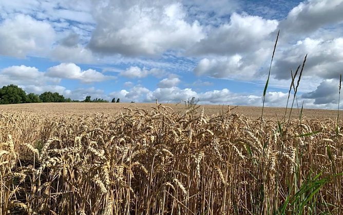 Getreidefeld bei Nordhausen (Foto: emw) Getreidefeld bei Nordhausen (Foto: emw)