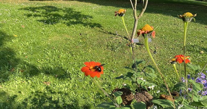 Herbstwiese (Foto: oas)