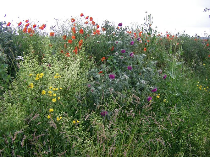 Feldraine mit Blumen und Wildkr&auml;utern sind ein Labsal f&uuml;r allerlei Insekten und das Niederwild. (Foto: W. Roth)