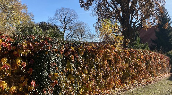 Herbstsonne auf bunten Blättern (Foto: oas) Herbstsonne auf bunten Blättern (Foto: oas)