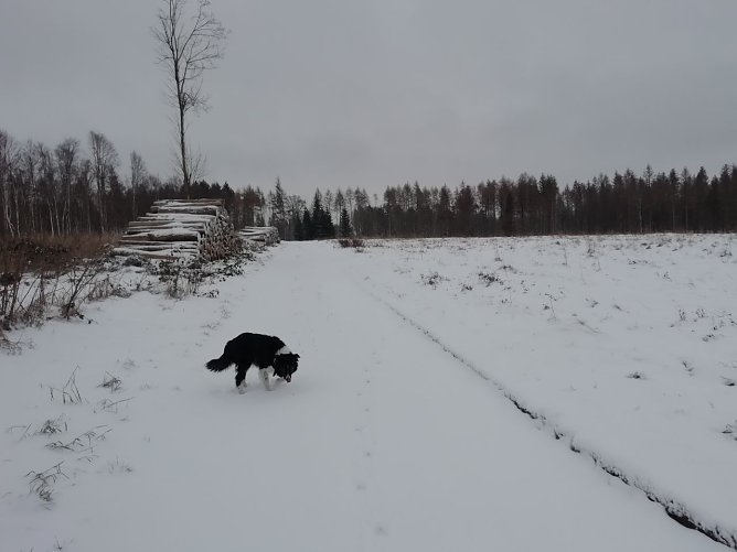Knapp unter Null und leichter Schneefall - so sah es heute morgen in Sophienhof aus (Foto: W. J&ouml;rgens)