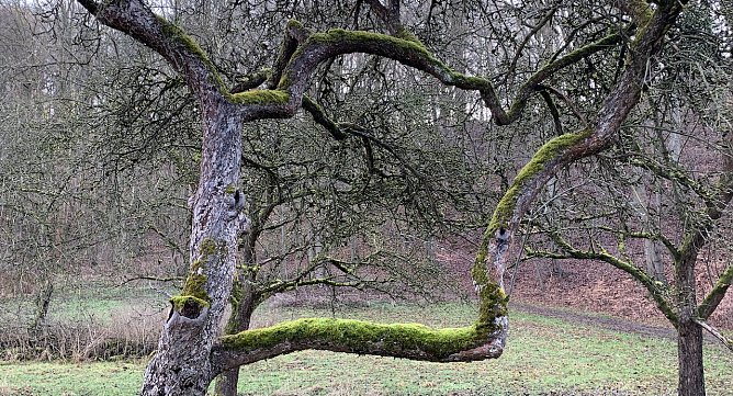 Obstwiese im Winter (Foto: oas) Obstwiese im Winter (Foto: oas)