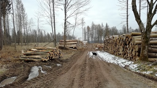 Kahlschlag bei Sophienhof im Harz. Heute bei -2 Grad und Windstille (Foto: W.Jörgens) Kahlschlag bei Sophienhof im Harz. Heute bei -2 Grad und Windstille (Foto: W.Jörgens)