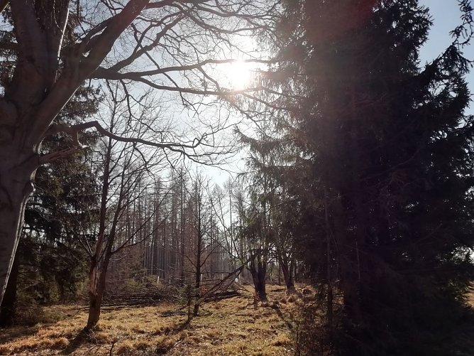 Auch in Sophienhof beglückte heute die Frühlingssonne das Gemüt (Foto: W. Jörgens) Auch in Sophienhof beglückte heute die Frühlingssonne das Gemüt (Foto: W. Jörgens)