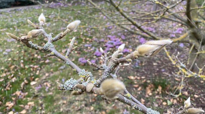Nachtfr&ouml;ste begleiten weiter des Fr&uuml;hlings Erwachen (Foto: oas)