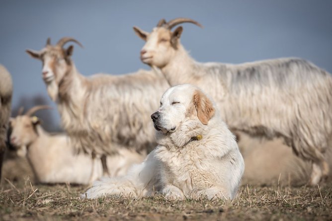 Herdenschutzhunde k&ouml;nnen helfen (Foto: Sebastian Hennigs)