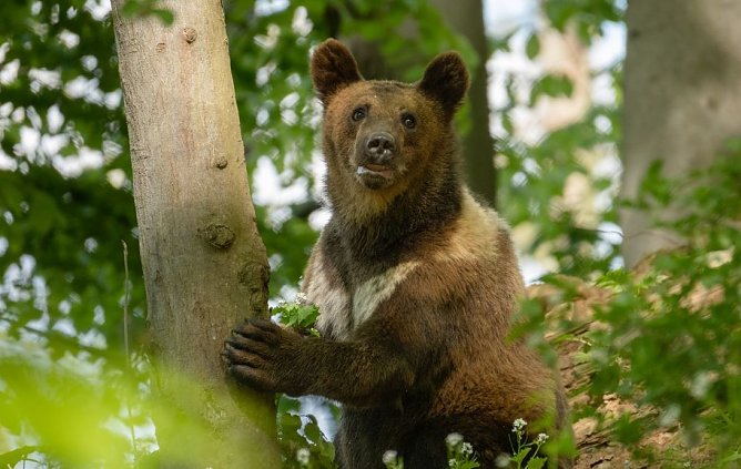 Auch die B&auml;renkinder wollen mitfeiern (Foto: B&auml;renpark Worbis)