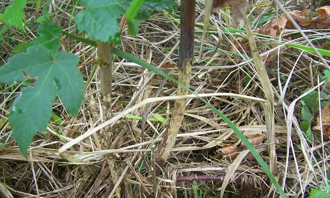 Forstkulturen sind vielf&auml;ltigen Gefahren ausgesetzt: Hier haben M&auml;use dem jungen Ahorn die sch&uuml;tzende Rinde rundum abgefressen, das B&auml;umchen hat keine &Uuml;berlebenschance   (Foto: Horst Spro&szlig;mann)