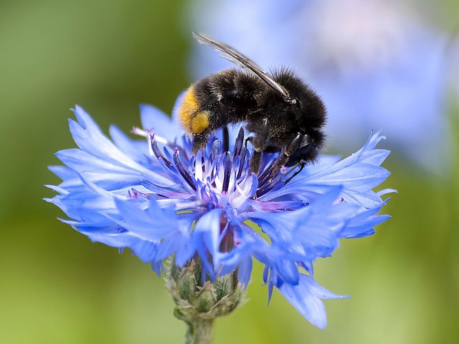 Die Steinhummel ist im Sommer schwer besch&auml;ftigt (Foto: Kathy B&uuml;scher/NABU)