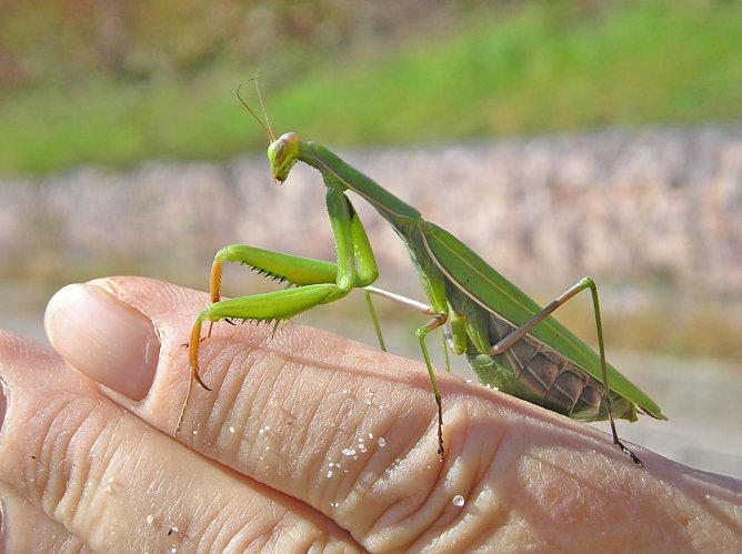 Die Gottesanbeterin breitet sich auch in Th&uuml;ringen aus (Foto: R&uuml;diger Weis)