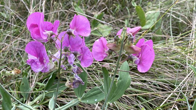 Es bleibt vorerst beim Schmudelwetter (Foto: oas)