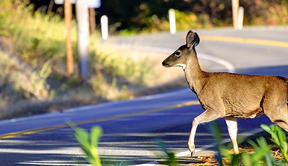 Im Herbst besteht erh&ouml;hte Wildwechselgefahr (Foto: AvD)
