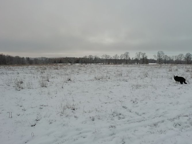 Minus 2 Grad, leichter Wind und gute 2 Zentimeter Schnee gab es heute morgen in Sophienhof (Foto: W. J&ouml;rgens)