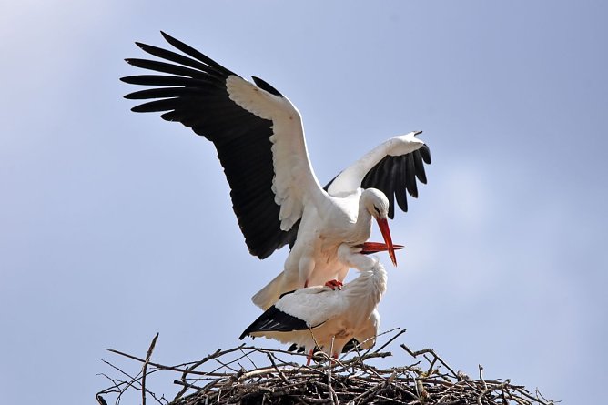 W&auml;hrend des Nestbaus erfolgen t&auml;glich mehrere Paarungen zur Befruchtung der Eier, hier fotografiert am Nest in Bad Salzungen.  (Foto: Klaus Schmidt)