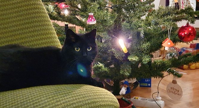 Mau am Weihnachtsbaum (Foto: Anja Schr&ouml;ter)