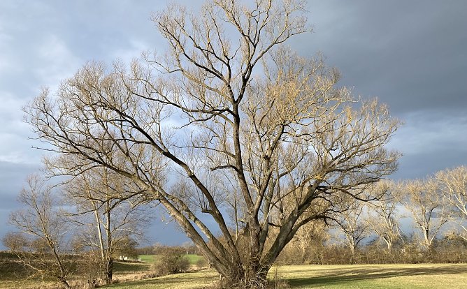 Ab heute Nacht sollen st&uuml;rmische Winde &uuml;ber Th&uuml;ringen fegen (Foto: oas)