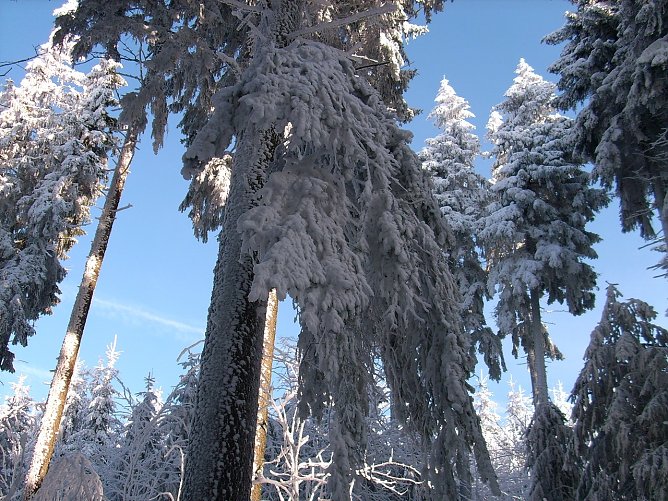 Derart mit Schnee und Eis behangene Baumkronen, &Auml;ste oder Wipfel k&ouml;nnen unter der Last pl&ouml;tzlich brechen und herabst&uuml;rzen. Waldbesuchende sollten Vorsicht  (Foto: Mathias St&uuml;rtz)