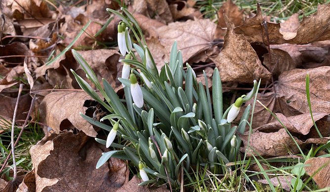 Die Natur erwacht langsam wieder - hier im Kurpark Bad Langensalza (Foto: oas) Die Natur erwacht langsam wieder - hier im Kurpark Bad Langensalza (Foto: oas)