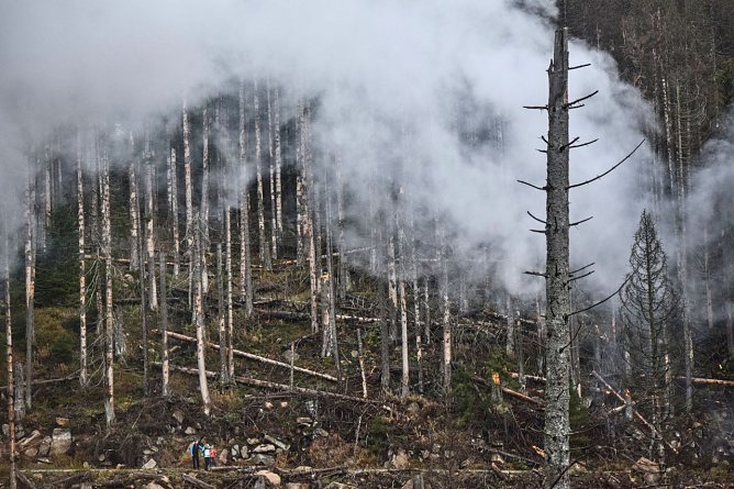 Die Th&uuml;ringer W&auml;lder wurden in den letzten Jahren &uuml;bel mitgenommen (Foto: Friedhelm Petzke)