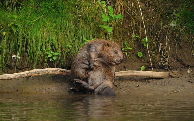Der Biber konnte in Thüringen wieder Fuß fassen (Foto: Siegfried Klaus) Der Biber konnte in Thüringen wieder Fuß fassen (Foto: Siegfried Klaus)