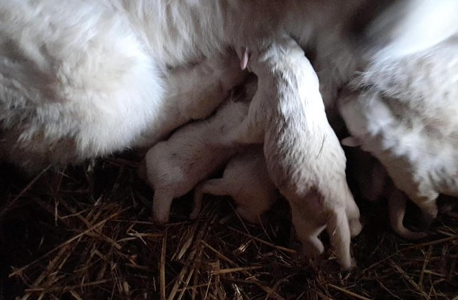 Die Welpen kurz nach ihrer Geburt (Foto: M. Lundershausen )