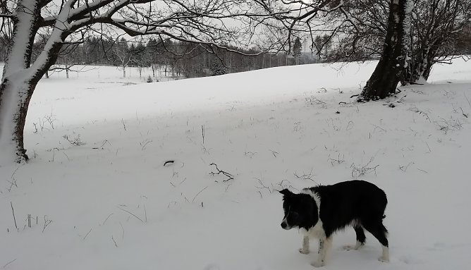 Minus 3 Grad, schwacher Wind und 5 Zentimeter Neuschnee erwarteten unseren Harzer Wetterhund heute Morgen in Sophienhof   (Foto: Wolfgang J&ouml;rgens )
