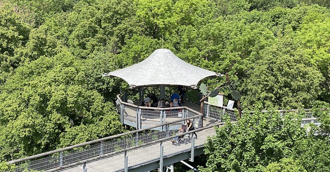 Der Baumkronenpfad passt seine Öffnungszeiten an (Foto: uhz) Der Baumkronenpfad passt seine Öffnungszeiten an (Foto: uhz)