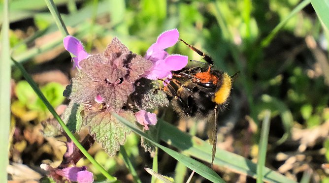 Die ersten Nektarsammler sind wieder auf Tour (Foto: Peter Blei) Die ersten Nektarsammler sind wieder auf Tour (Foto: Peter Blei)
