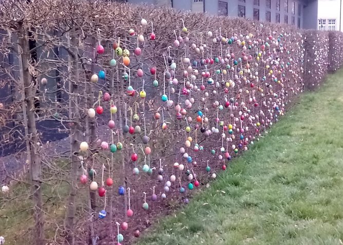 Die Ostereierhecke (Foto: Rosalinde Frank)
