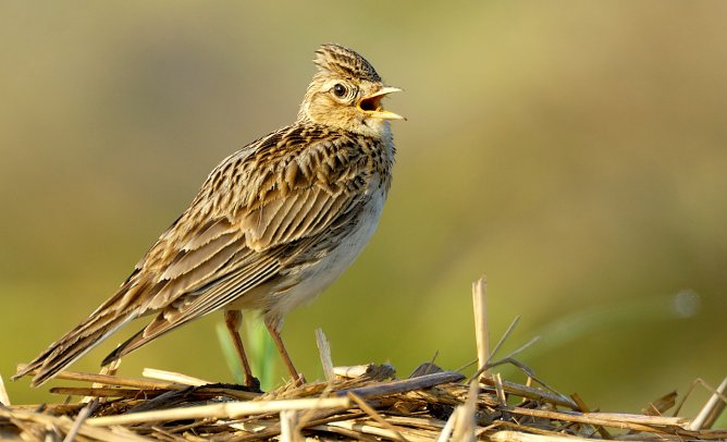 Die Feldlerche (Foto: Manfred Delpho) Die Feldlerche (Foto: Manfred Delpho)