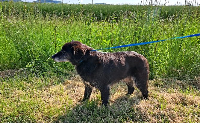 Wo ist das Herrchen/Frauchen des kleinen Ausreißers? (Foto: S.Dietzel) Wo ist das Herrchen/Frauchen des kleinen Ausreißers? (Foto: S.Dietzel)