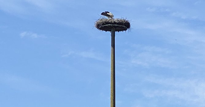 Viel Sonne konnten die Störche in diesem Jahr bei der Aufzucht ihrer Jungen geniessen (Foto: oas) Viel Sonne konnten die Störche in diesem Jahr bei der Aufzucht ihrer Jungen geniessen (Foto: oas)
