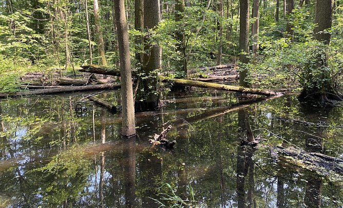 Im Nationalpark Hainich (Foto: oas)