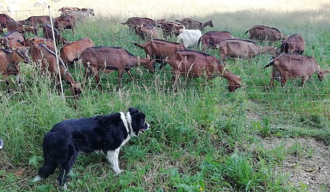 Auch im n&ouml;rdlichsten Punkt Th&uuml;ringens waren heute Morgen schon 20 Grad bei leichtem Wind. Da reicht es beim Spaziergang, ein wenig die anderen Tiere zum h&uuml;ten (Foto: W.J&ouml;rgens)