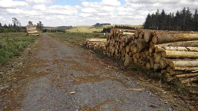 Viele Holzstapel und entwaldete Berghügel künden vom Waldsterben im Harz. (Foto: Kurt Frank) Viele Holzstapel und entwaldete Berghügel künden vom Waldsterben im Harz. (Foto: Kurt Frank)