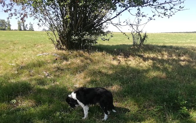 Heute Morgen roch das Wetter in Sophienhof gut: 24 Grad, viel Sonne und leichter Wind (Foto: W.J&ouml;rgens)