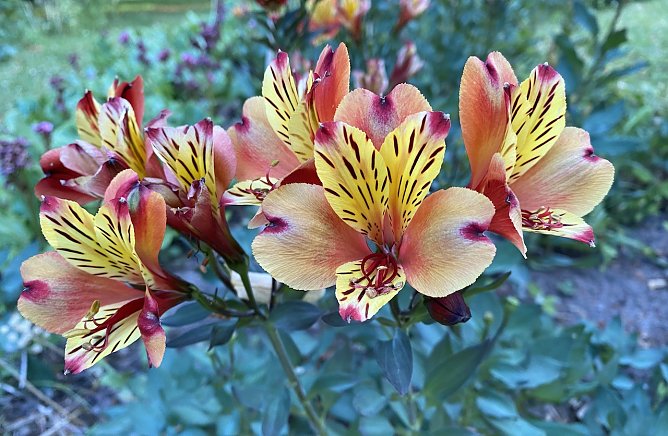 Moderates, warmes Sommerwetter und KEINE HITZEWELLE in Sicht. (Foto: oas) Moderates, warmes Sommerwetter und KEINE HITZEWELLE in Sicht. (Foto: oas)