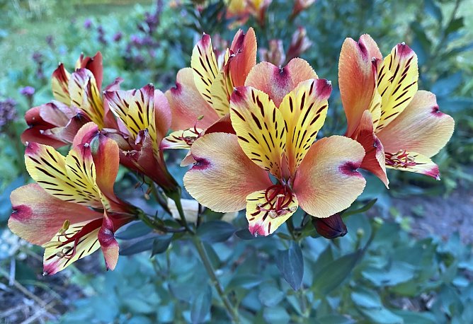 Das Juli-Ende bleibt feucht und k&uuml;hl (Foto: oas)