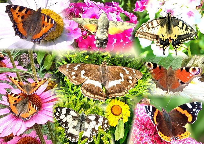 Schnappsch&uuml;sse zur Sch&ouml;nheit der Natur (Foto: Joachim Retzek)