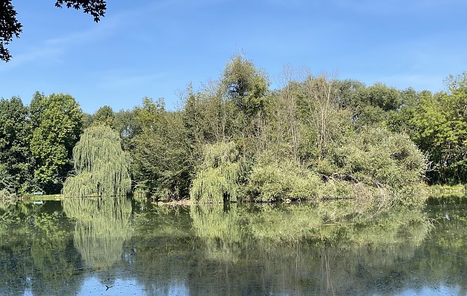 B&ouml;hmenteich Bad Langensalza (Foto: oas)