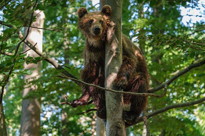 Noch geht es f&uuml;r die B&auml;ren in Worbis hoch hinaus, bald aber schon wird es ruhiger zugehen (Foto: B&auml;renpark Worbis)