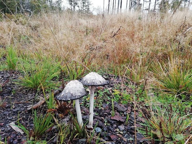 In Sophienhof hat der Herbst Einzug gehalten (Foto: W. J&ouml;rgens)