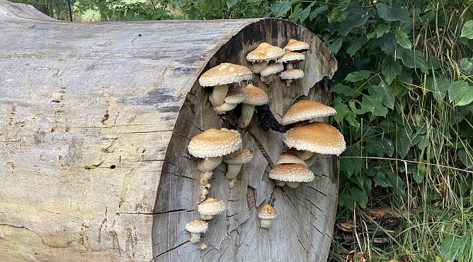 Feenwohnungen mit eingebauten Sonnenschirmen (Foto: oas) Feenwohnungen mit eingebauten Sonnenschirmen (Foto: oas)